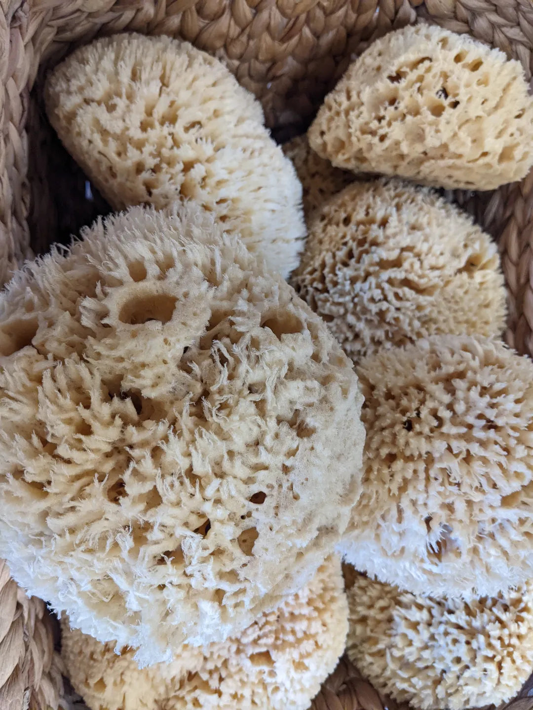 Wool Sea Sponge