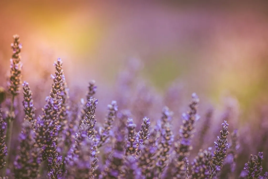 Blog on natural bath & body benefits of lavender