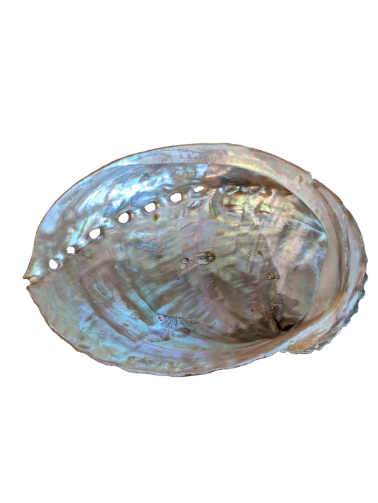 Abalone Shell