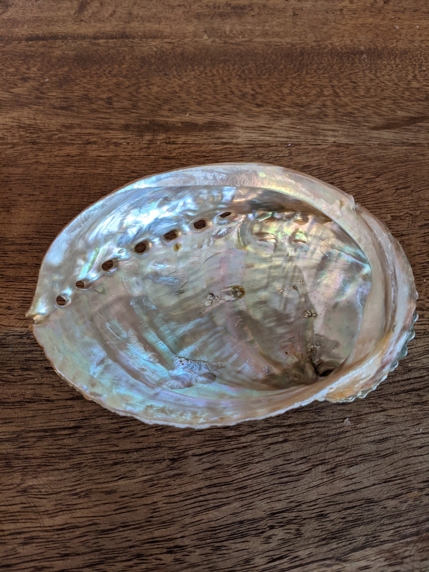 Abalone Shell Medium