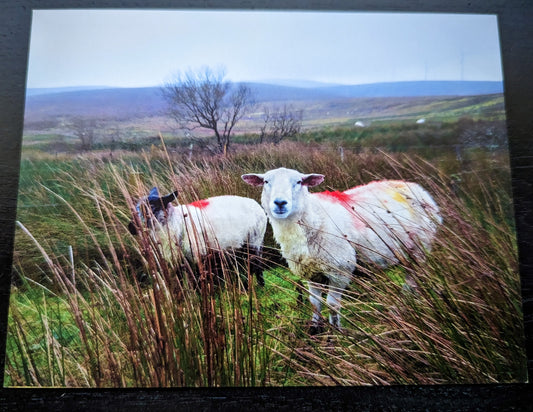 Irish Sheep Post Card